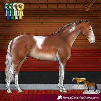 Horse Color:Silver Bay Sabino Tobiano Rabicano 