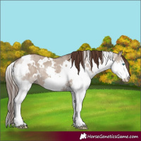 Horse Color:White Spotted Liver Red Dun Splash Brindle