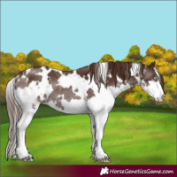 Horse Color:White Spotted Liver Chestnut Splash Rabicano 