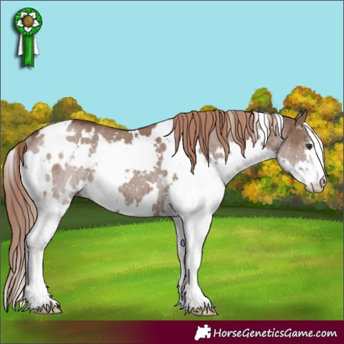 Horse Color:White Spotted Liver Red Dun Splash Rabicano Brindle 