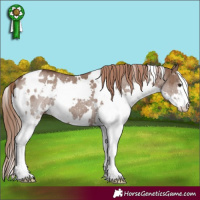 Horse Color:White Spotted Liver Red Dun Splash Rabicano Brindle