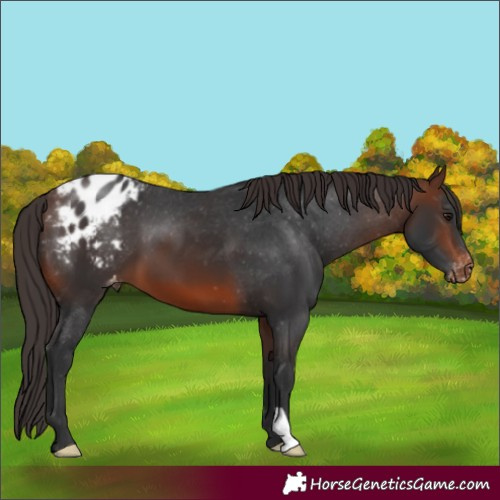 Horse Color:Brown Blanket 