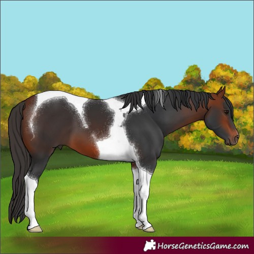 Horse Color:Bay Tobiano 