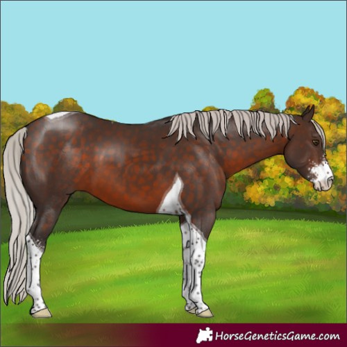 Horse Color:Silver Brown Sabino Tobiano 