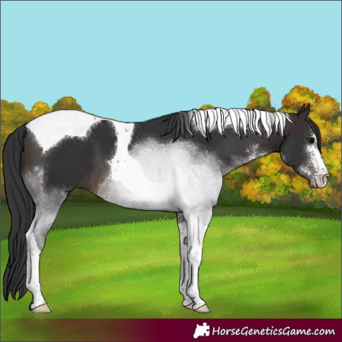 Horse Color:Brown Sabino Tobiano 