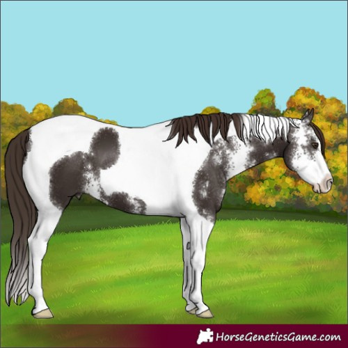 Horse Color:Liver Chestnut Sabino Tobiano 
