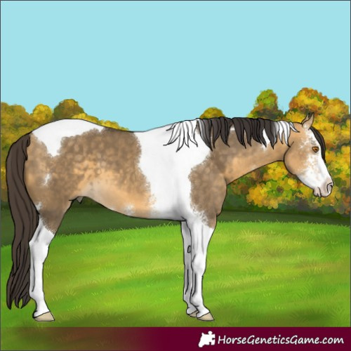 Horse Color:Buckskin Dun Sabino Tobiano 
