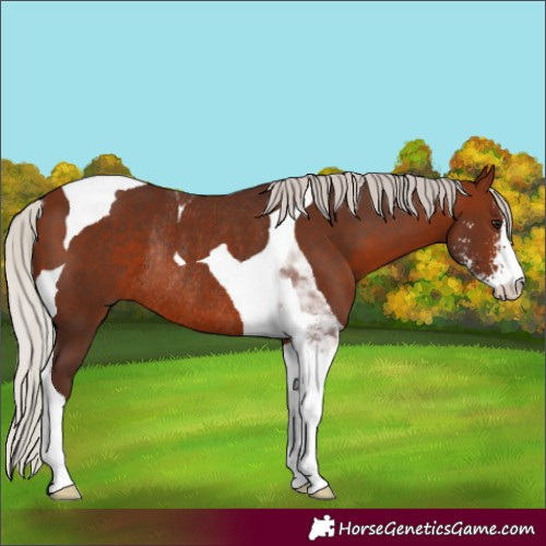 Horse Color:Silver Bay Sabino Tobiano Rabicano 