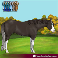 Horse Color:Liver Chestnut Splash 