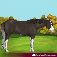 Horse Color:Liver Chestnut Splash 