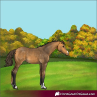 Horse Color:Unknown 