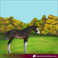 Horse Color:Unknown 