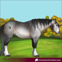 Horse Color:Gray White Spotted Brown Rabicano