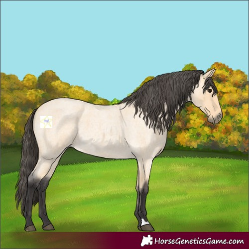Horse Color:Buckskin Roan 