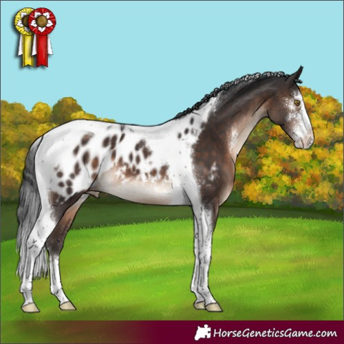 Horse Color:Brown Sabino Tobiano Appaloosa 