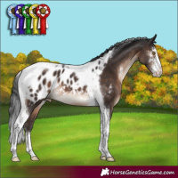 Horse Color:Brown Sabino Tobiano Appaloosa