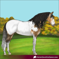Horse Color:Gray Buckskin Dun Sabino Tobiano Appaloosa