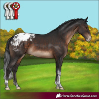 Horse Color:Brown Sabino Tobiano Varnish Rabicano 
