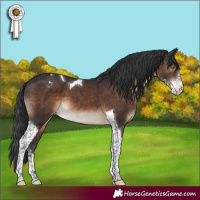 Horse Color:Brown Sabino Tobiano Appaloosa