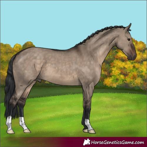 Horse Color:Brown Dun 