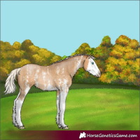 Horse Color:Gray Silver Buckskin Pearl Sabino Splash 