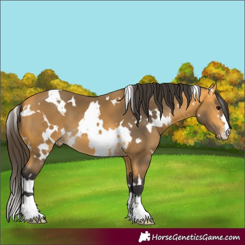 Horse Color:White Spotted Buckskin 