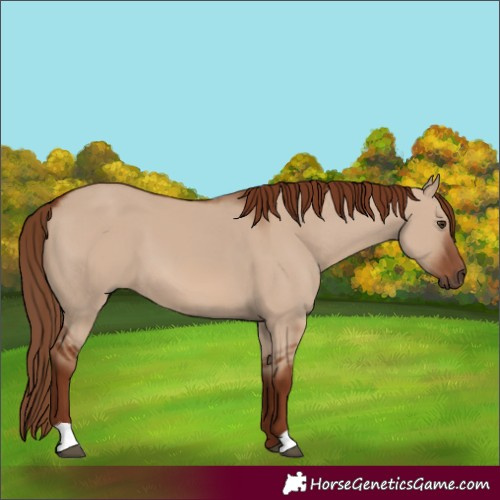 Horse Color:Red Dun 