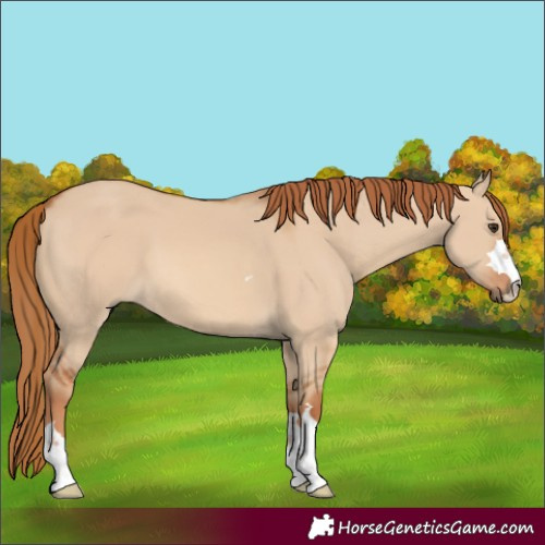 Horse Color:Red Dun 