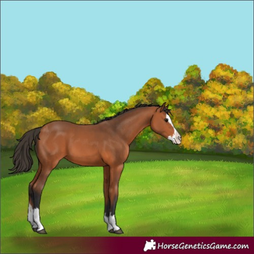 Horse Color:Bay Splash