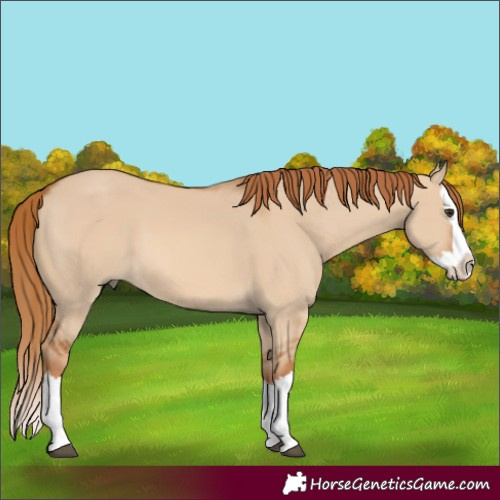 Horse Color:Red Dun Splash 