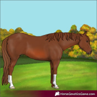 Horse Color:Chestnut 