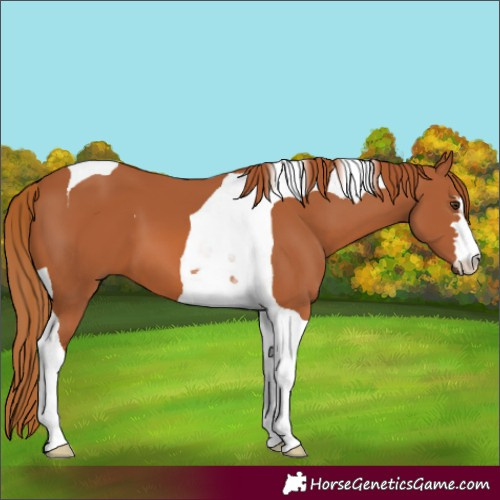 Horse Color:Chestnut Tobiano