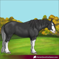 Horse Color:Black Splash 