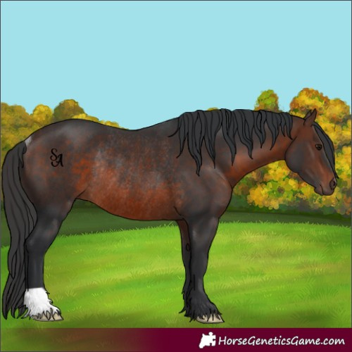 Horse Color:Brown Rabicano 