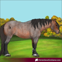 Horse Color:Bay Roan 