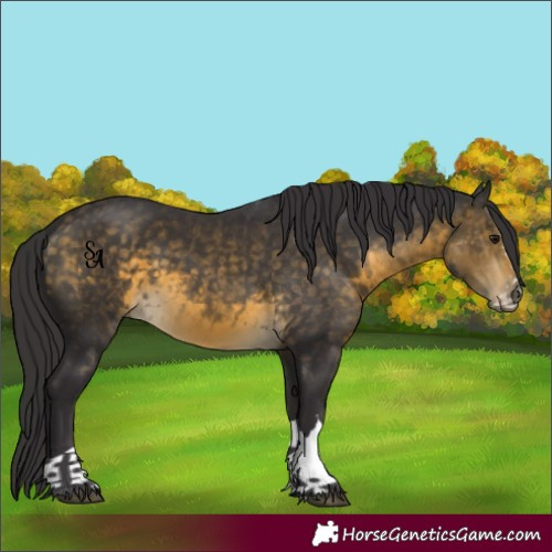 Horse Color:Buckskin 
