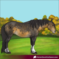 Horse Color:Buckskin 