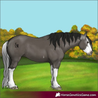 Horse Color:Gray Smoky Grullo Splash 