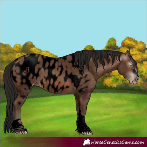 Horse Color:Gray Void Amber Champagne Appaloosa 