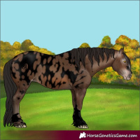 Horse Color:Gray Void Amber Champagne Near Leopard 