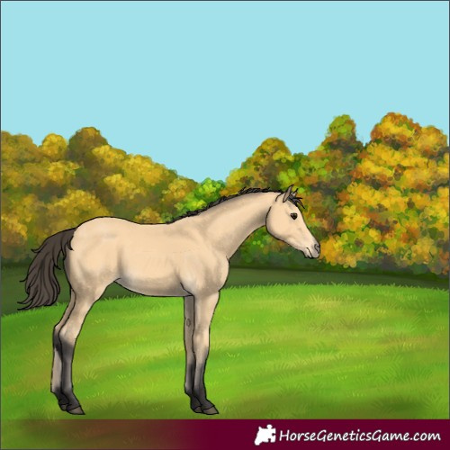 Horse Color:Buckskin 