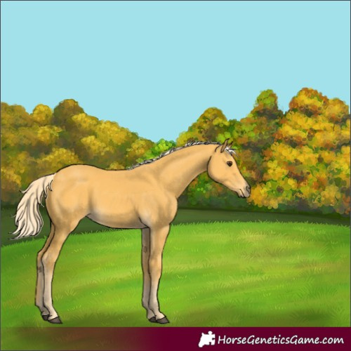 Horse Color:Palomino