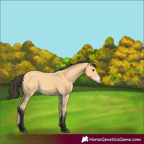 Horse Color:Buckskin