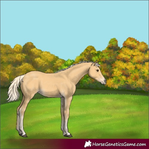 Horse Color:Palomino 