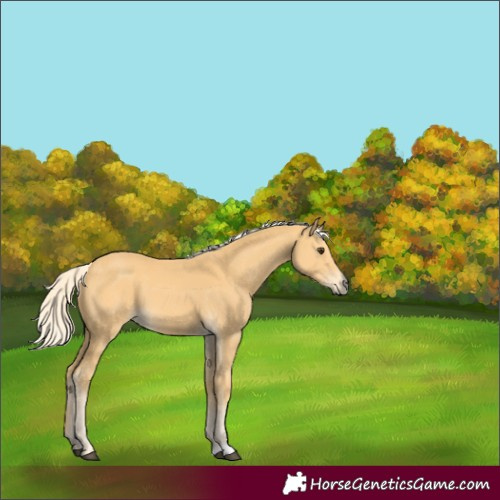 Horse Color:Palomino 