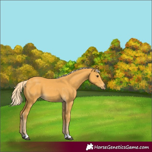 Horse Color:Palomino 