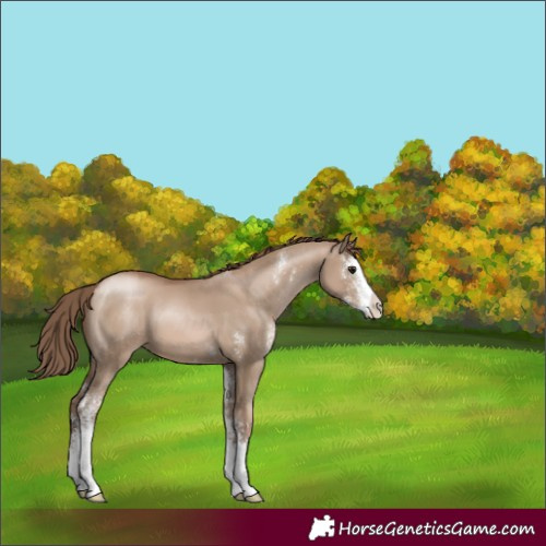 Horse Color:Grullo Pearl Sabino