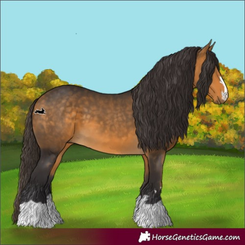 Horse Color:Buckskin 