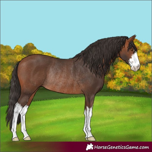 Horse Color:White Spotted Bay Rabicano 