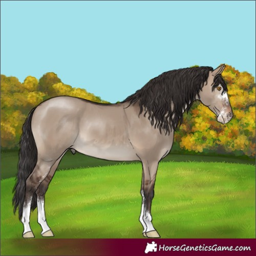 Horse Color:Brown Dun Sabino